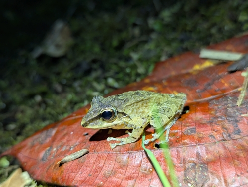 W Rainfrog, Pristimantis w-nigrum