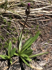 Primula tetrandra