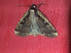 Eueretagrotis sigmoides