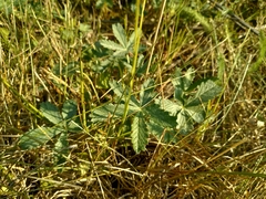 Potentilla gordiaginii