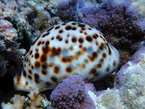 Cypraea tigris observed 2024-08-14
