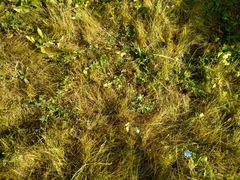 Potentilla gordiaginii