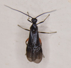Alabagrus texanus