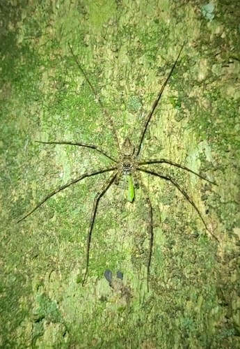 Syntrechalea syntrechaloides