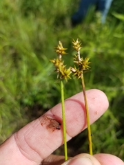 Carex wiegandii