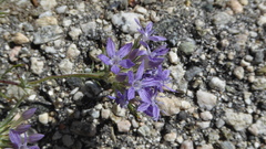 Eriastrum densifolium