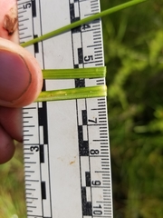 Carex wiegandii