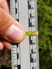 Carex wiegandii