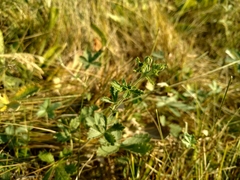 Potentilla gordiaginii
