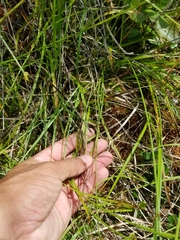 Carex wiegandii