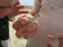 Phrynocephalus helioscopus