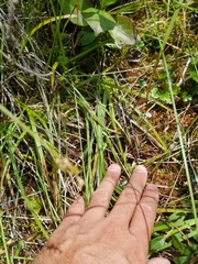 Carex wiegandii
