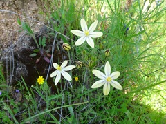 Triteleia ixioides scabra