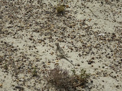 Phrynocephalus helioscopus