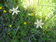 Triteleia ixioides scabra