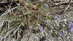 Eriastrum densifolium