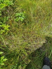 Carex wiegandii