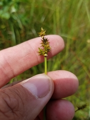 Carex wiegandii