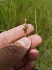 Carex wiegandii