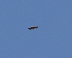 Haliaeetus leucocephalus leucocephalus