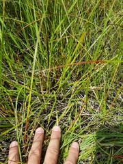 Carex wiegandii