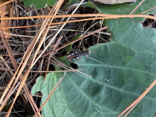 Round-winged Grasshopper photo 5