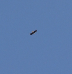 Haliaeetus leucocephalus leucocephalus