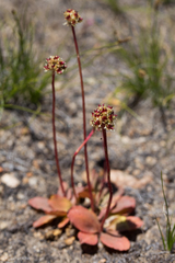 Micranthes aprica