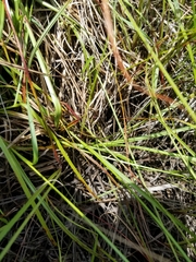 Carex wiegandii