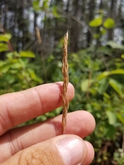 Festuca saximontana