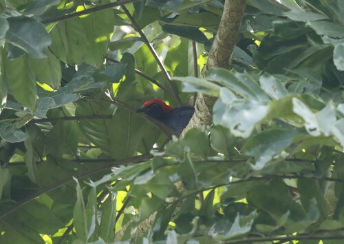 Red-headed Malimbe (Malimbus rubricollis), photo 6