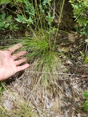 Festuca saximontana
