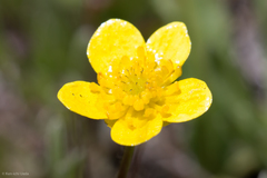 Ranunculus alismifolius