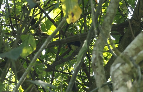 Western Yellow-billed Barbet (Trachylaemus goffinii), photo 5