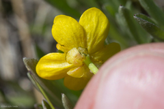 Ranunculus alismifolius