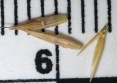 Festuca saximontana