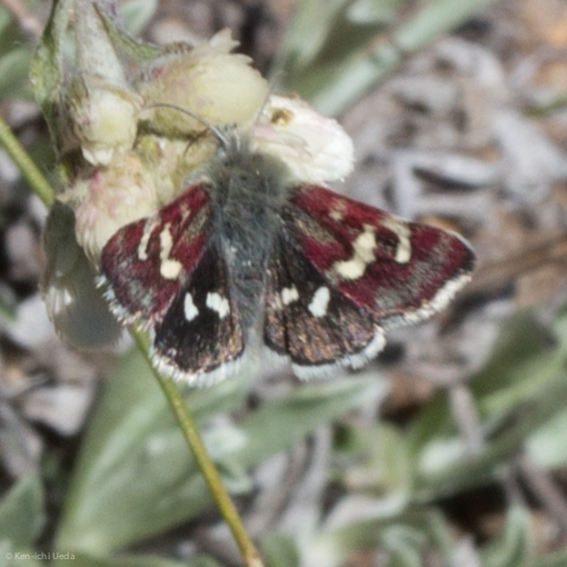 White-spotted Midget