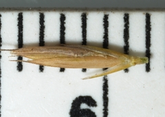 Festuca saximontana