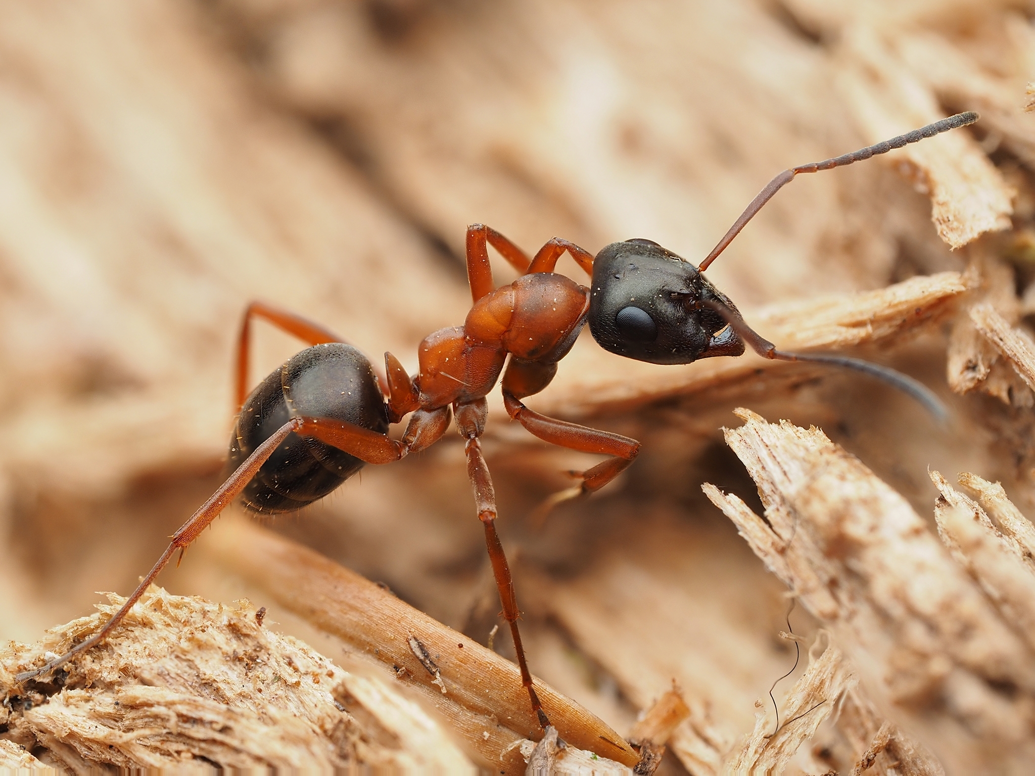 Formica neorufibarbis · iNaturalist
