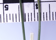 Festuca saximontana