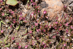 Polygonum polygaloides