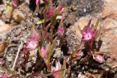 Polygonum polygaloides