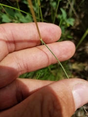 Festuca saximontana
