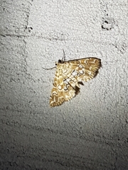 Elophila icciusalis
