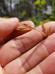 Festuca saximontana