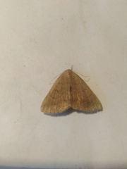 Zanclognatha lunalis