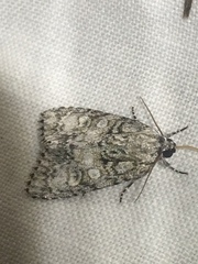 Acronicta increta