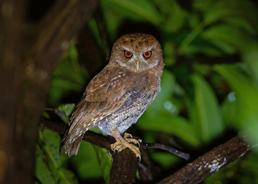 Puerto Rican Owl