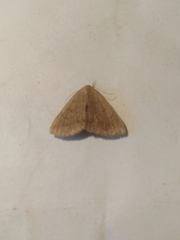 Zanclognatha lunalis