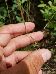 Festuca saximontana